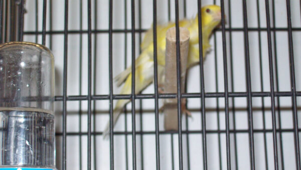 prijzen vogels nederlands kampioenschap