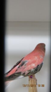 IMG_0381