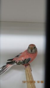 IMG_0382