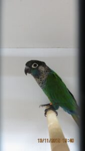IMG_0384