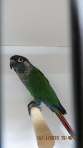 IMG_0385