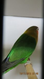 IMG_0448