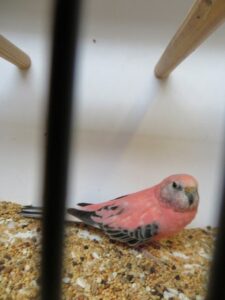 IMG_0596