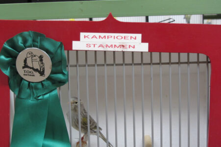 kampioen stammen