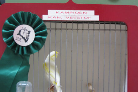 kampioen kanarie vetstof