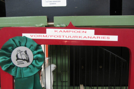 kampioen vorm / postuur kanaries
