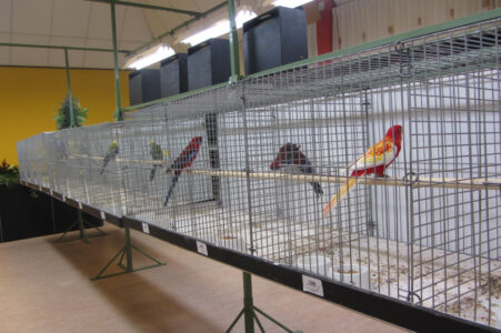 fotos-vogelshow-2012-032