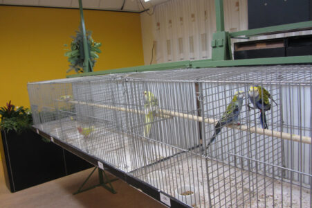 fotos-vogelshow-2012-033