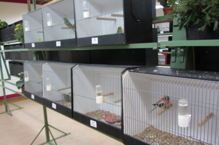 fotos-vogelshow-2012-034