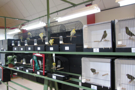 fotos-vogelshow-2012-035