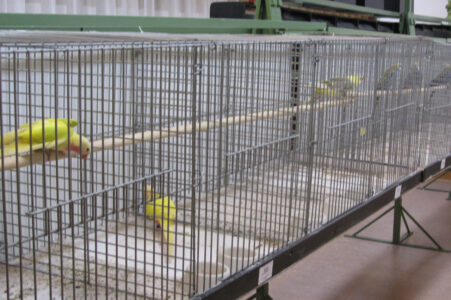 fotos-vogelshow-2012-039