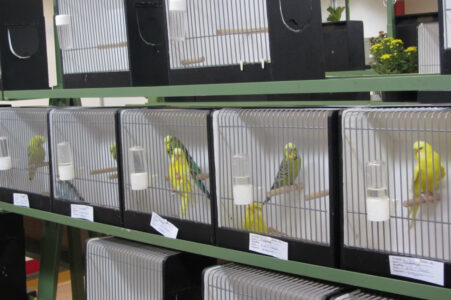 fotos-vogelshow-2012-040