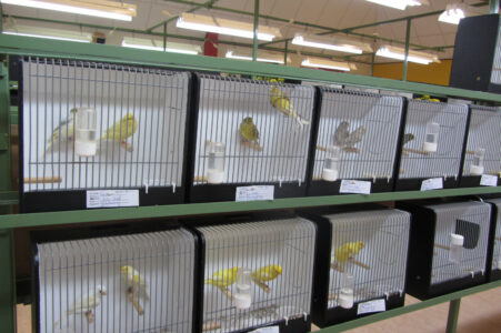 fotos-vogelshow-2012-041