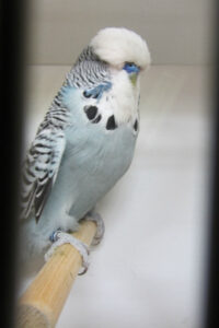 fotos-vogelshow-2012-071