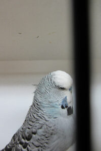 fotos-vogelshow-2012-074