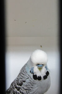 fotos-vogelshow-2012-075