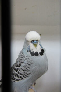 fotos-vogelshow-2012-076