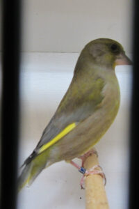 fotos-vogelshow-2012-078