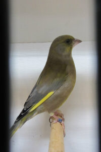 fotos-vogelshow-2012-079