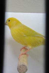 fotos-vogelshow-2012-081