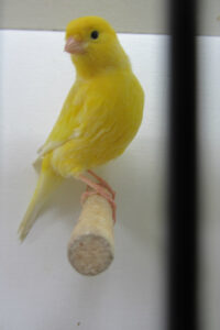 fotos-vogelshow-2012-082