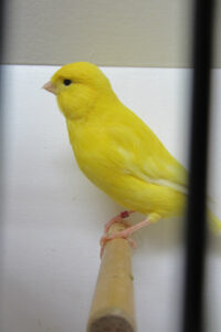 fotos-vogelshow-2012-085