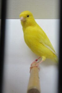 fotos-vogelshow-2012-086
