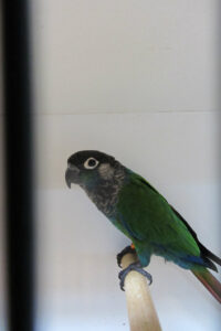 fotos-vogelshow-2012-090