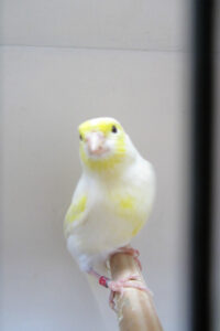 vogelshow-2012-005