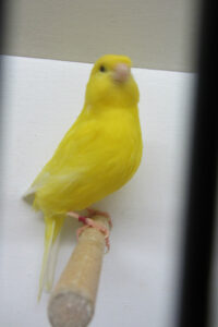 vogelshow-2012-010